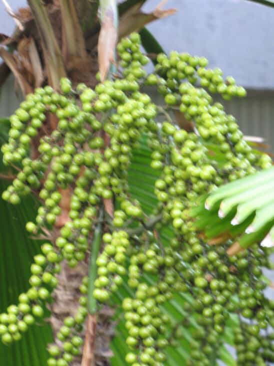 Ruffled Fan Palm - Licuala grandis