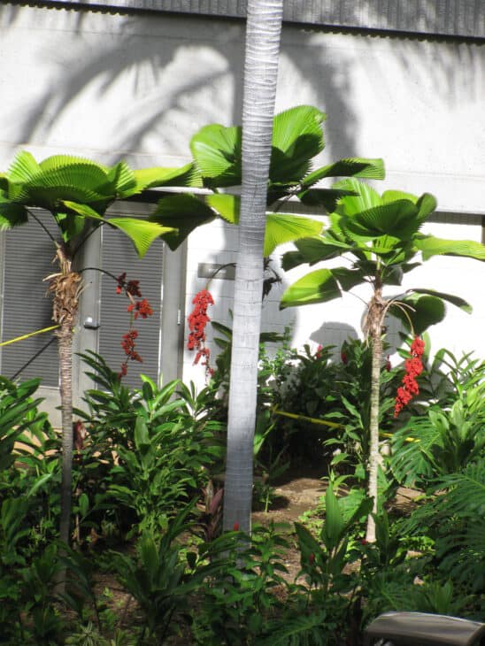Ruffled Fan Palm - Licuala grandis