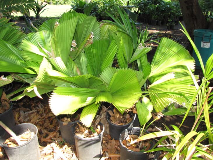Ruffled Fan Palm - Licuala grandis