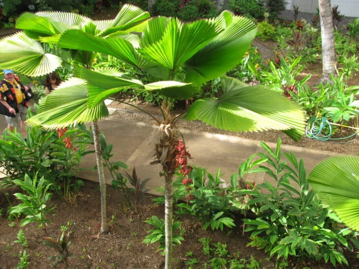 Ruffled Fan Palm - Licuala grandis
