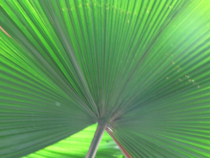 Ruffled Fan Palm - Licuala grandis