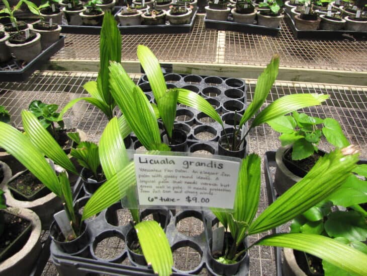 Ruffled Fan Palm - Licuala grandis