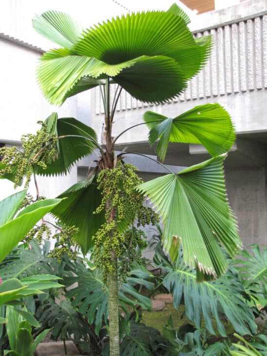 Ruffled Fan Palm - Licuala grandis