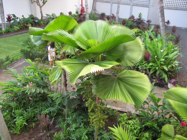 Ruffled Fan Palm - Licuala grandis