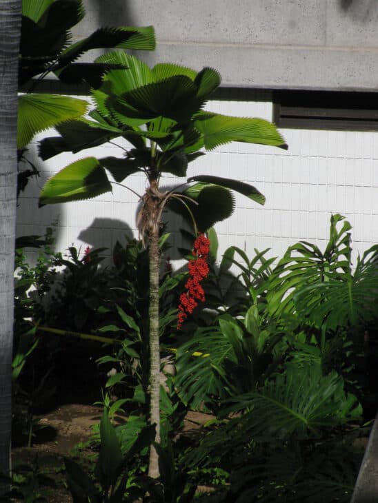Ruffled Fan Palm - Licuala grandis