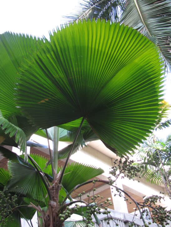 Ruffled Fan Palm - Licuala grandis