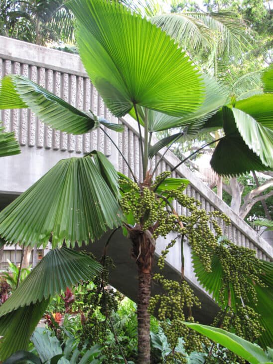 Ruffled Fan Palm - Licuala grandis