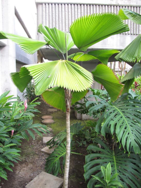Ruffled Fan Palm - Licuala grandis