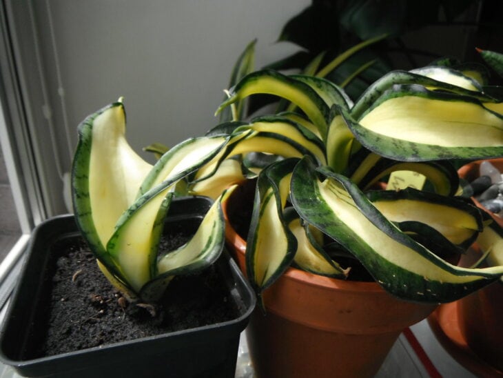 Sansevieria hahnii