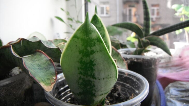 Sansevieria hahnii