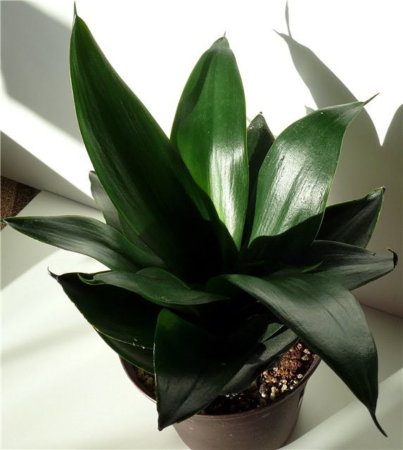Sansevieria hahnii