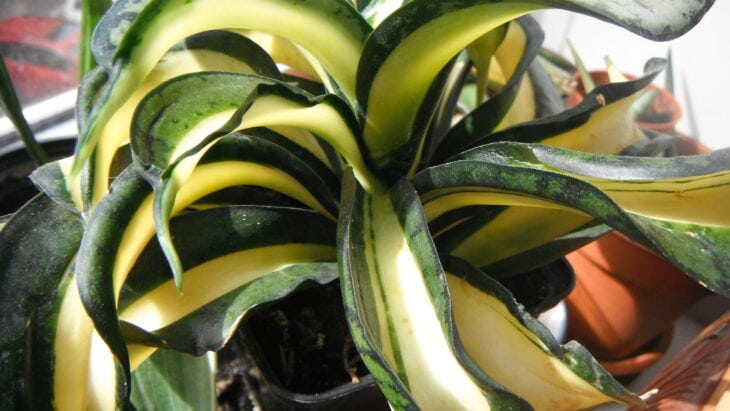 Sansevieria hahnii