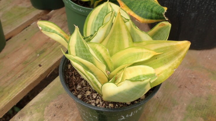 Sansevieria hahnii