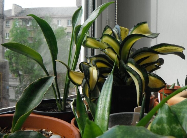 Sansevieria hahnii