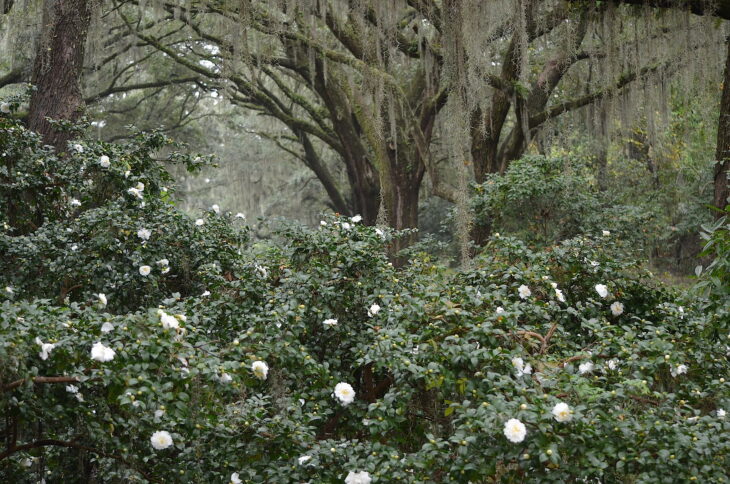 Sasanqua Camellias - Camellia sasanqua