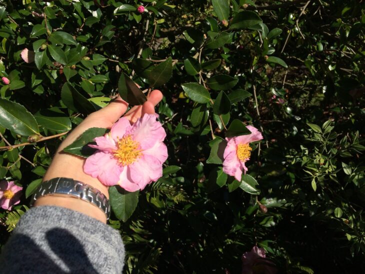 Sasanqua Camellias - Camellia sasanqua