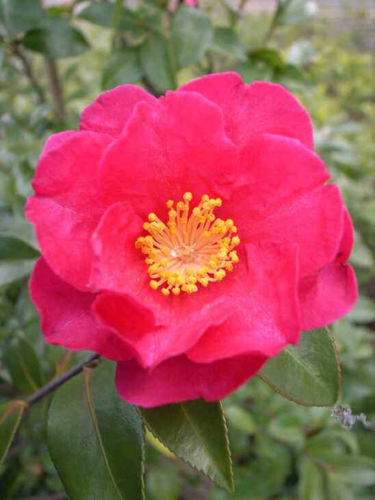 Sasanqua Camellias - Camellia sasanqua
