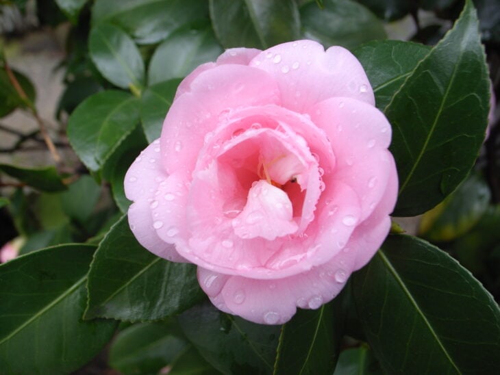 Sasanqua Camellias - Camellia sasanqua
