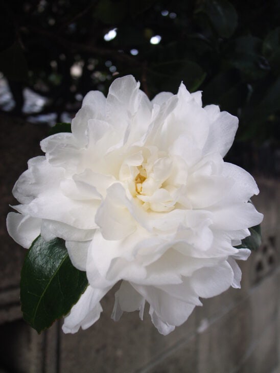 Sasanqua Camellias - Camellia sasanqua