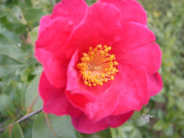 Sasanqua Camellias - Camellia sasanqua