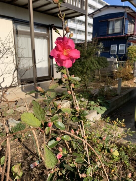 Sasanqua Camellias - Camellia sasanqua