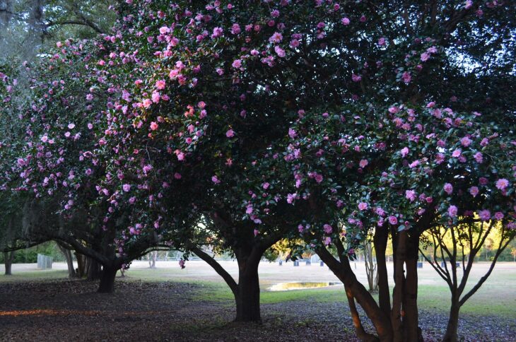 Sasanqua Camellias - Camellia sasanqua