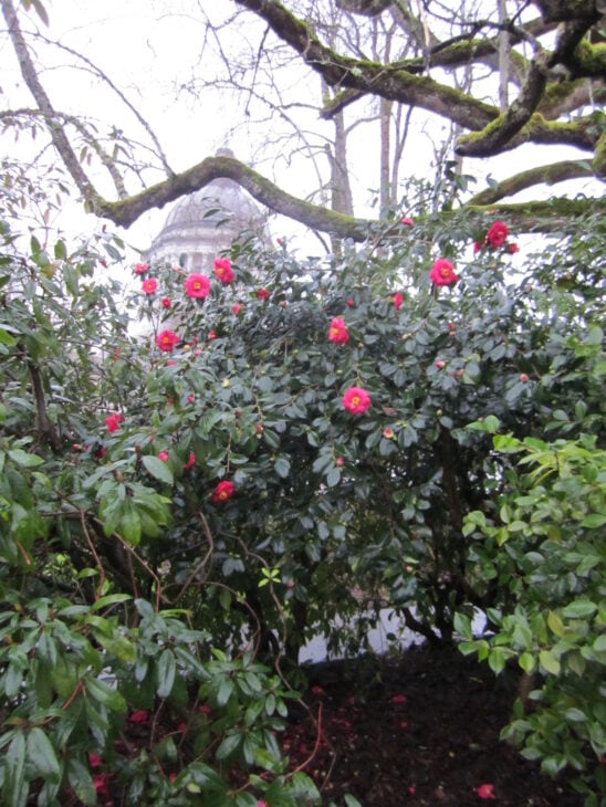 Sasanqua Camellias - Camellia sasanqua