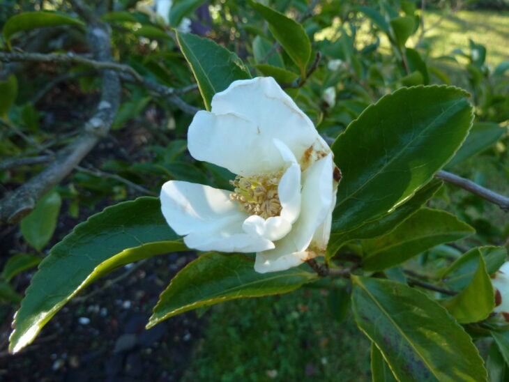 Sasanqua Camellias - Camellia sasanqua
