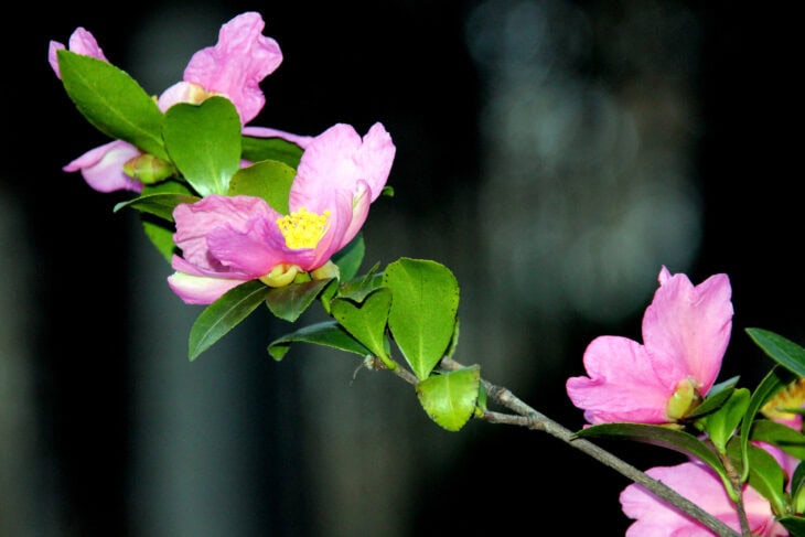 Sasanqua Camellias - Camellia sasanqua