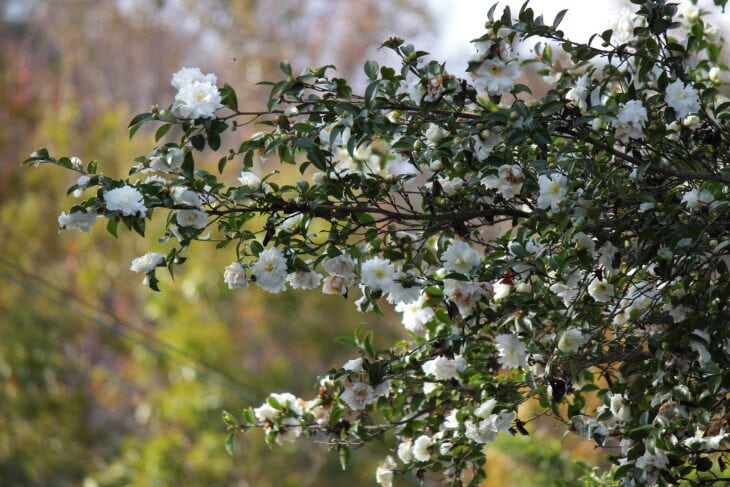 Sasanqua Camellias - Camellia sasanqua