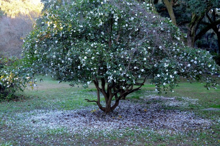 Sasanqua Camellias - Camellia sasanqua
