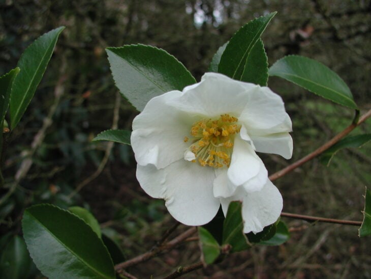 Sasanqua Camellias - Camellia sasanqua