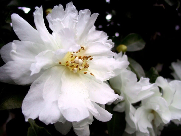 Sasanqua Camellias - Camellia sasanqua