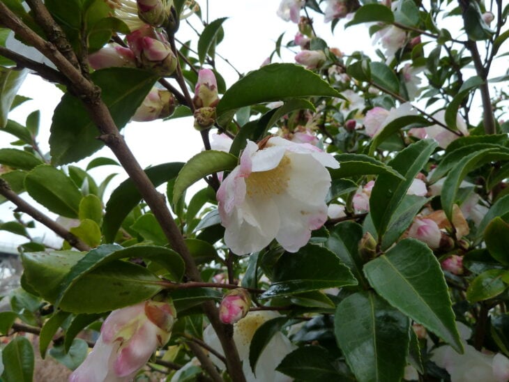 Sasanqua Camellias - Camellia sasanqua