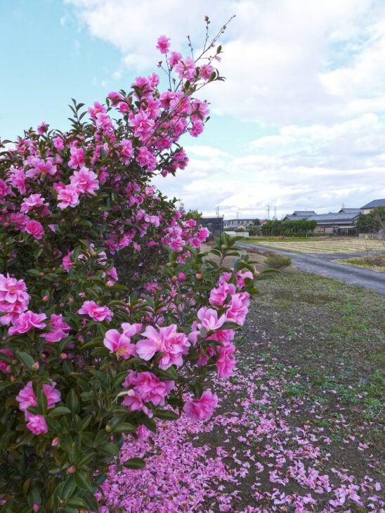 Sasanqua Camellias - Camellia sasanqua