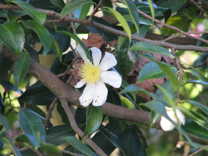 Sasanqua Camellias - Camellia sasanqua