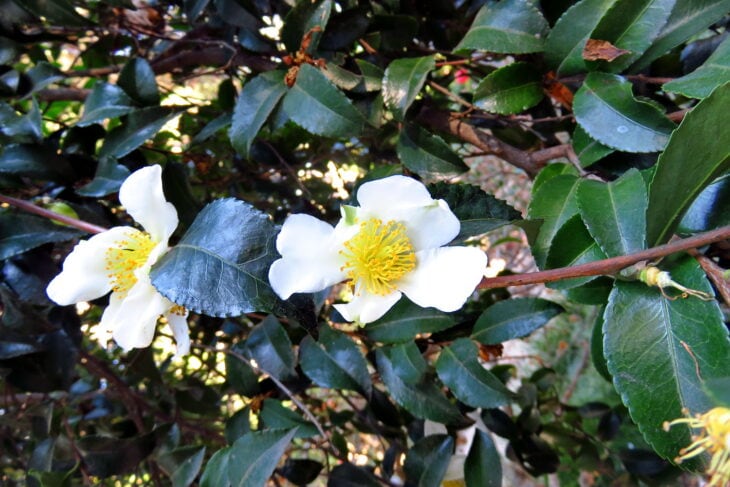 Sasanqua Camellias - Camellia sasanqua