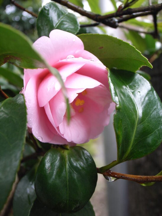 Sasanqua Camellias - Camellia sasanqua