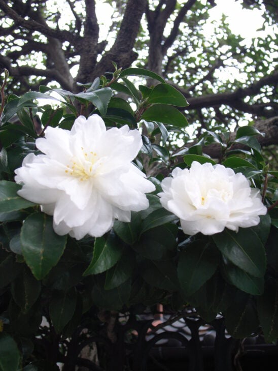 Sasanqua Camellias - Camellia sasanqua