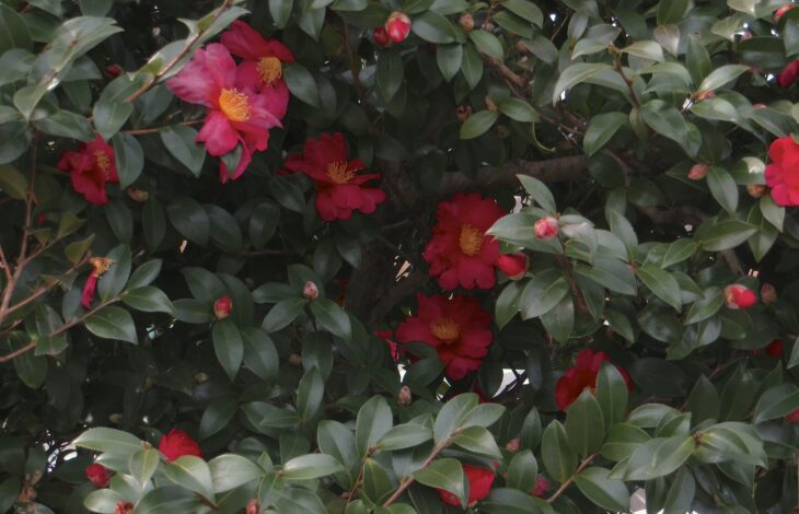 Sasanqua Camellias - Camellia sasanqua