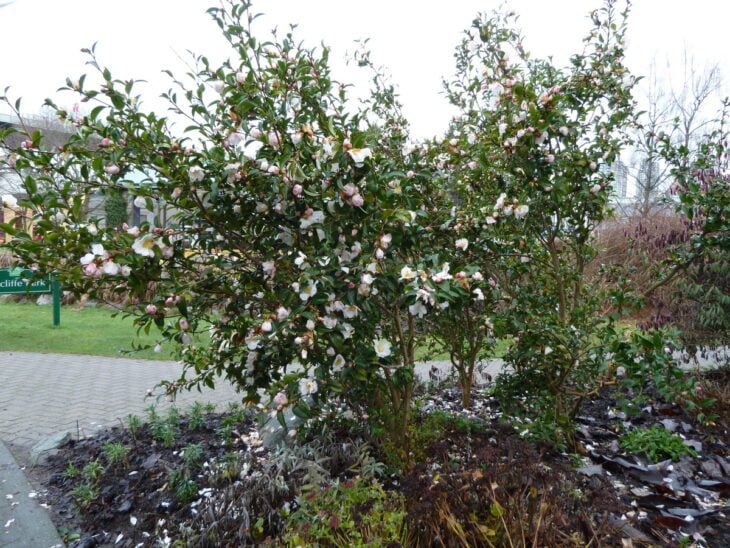 Sasanqua Camellias - Camellia sasanqua