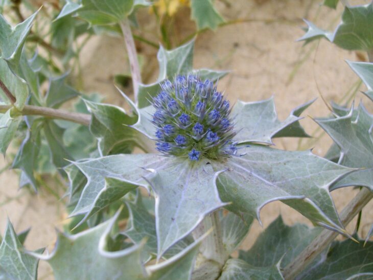 Sea Hollies - Eryngium maritimum