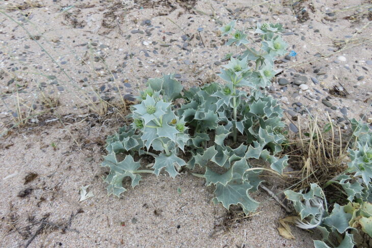 Sea Hollies - Eryngium maritimum