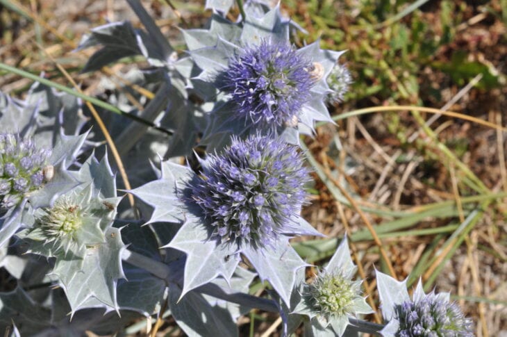 Sea Hollies - Eryngium maritimum
