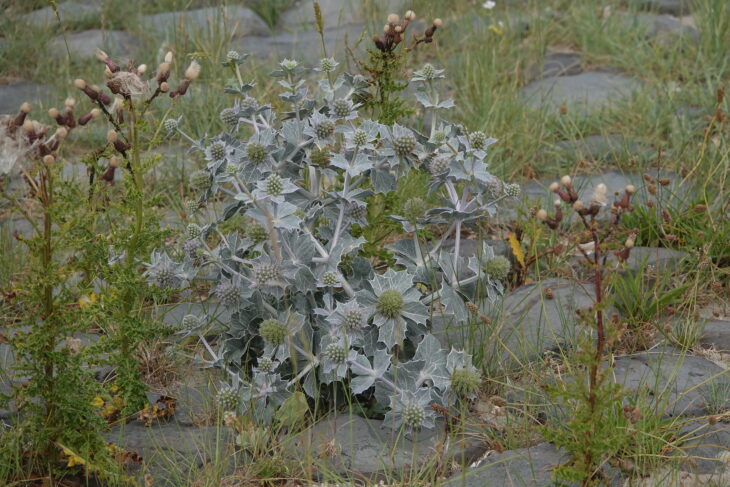 Sea Hollies - Eryngium maritimum