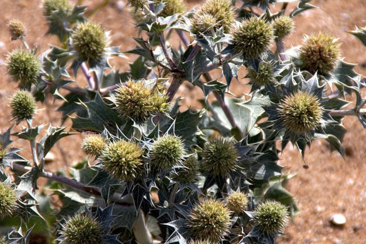 Sea Hollies - Eryngium maritimum