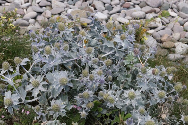 Sea Hollies - Eryngium maritimum