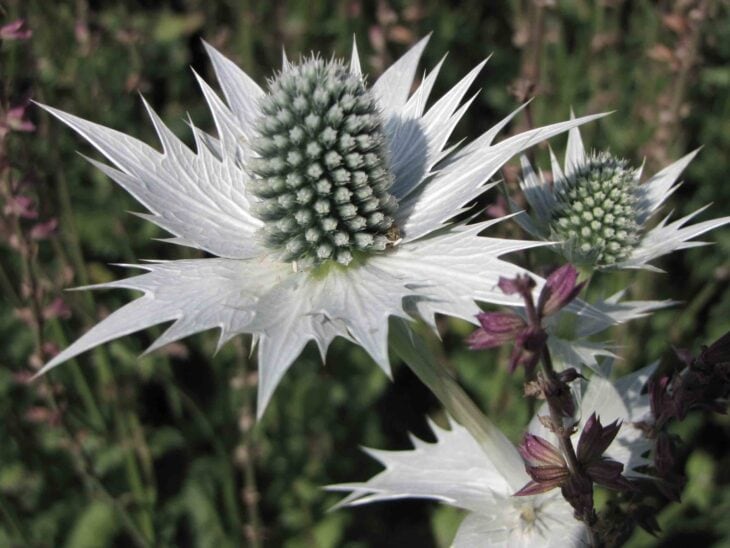 Sea Hollies - Eryngium maritimum