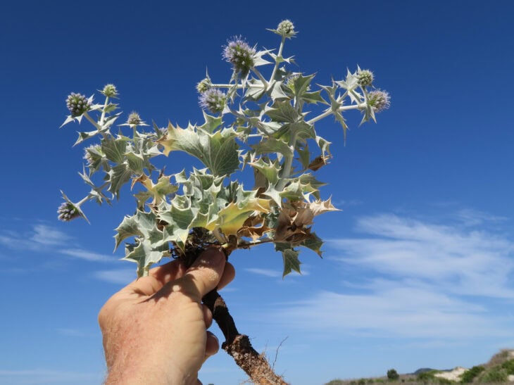 Sea Hollies - Eryngium maritimum
