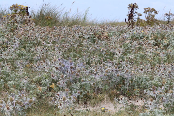 Sea Hollies - Eryngium maritimum